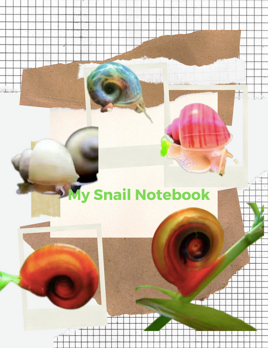 Two important benefits of freshwater snails Australia, You should know?