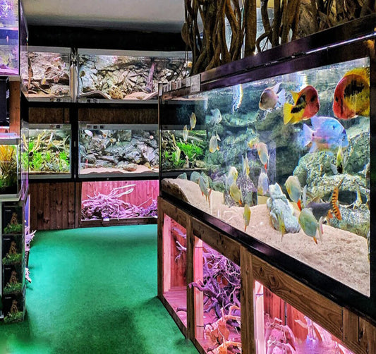 The Aqua one focus Aquarium stores are known for their awesomeness