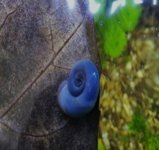 Unusual facts about the Blue Ramshorn Snail