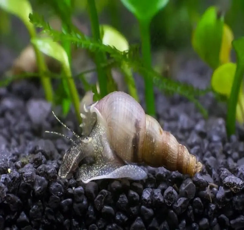 THE TRUMPET SNAIL IS DISPLAYED AS A "WORK OF ART" IN THE AQUARIUM.