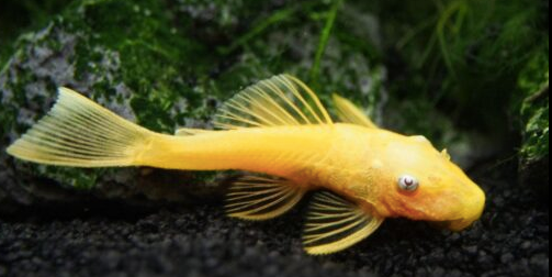 Does the name Longfin Bristlenose 24K pique your interest?