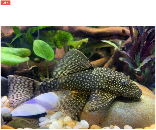 Because of the Beard, that is Bristlenose Catfish