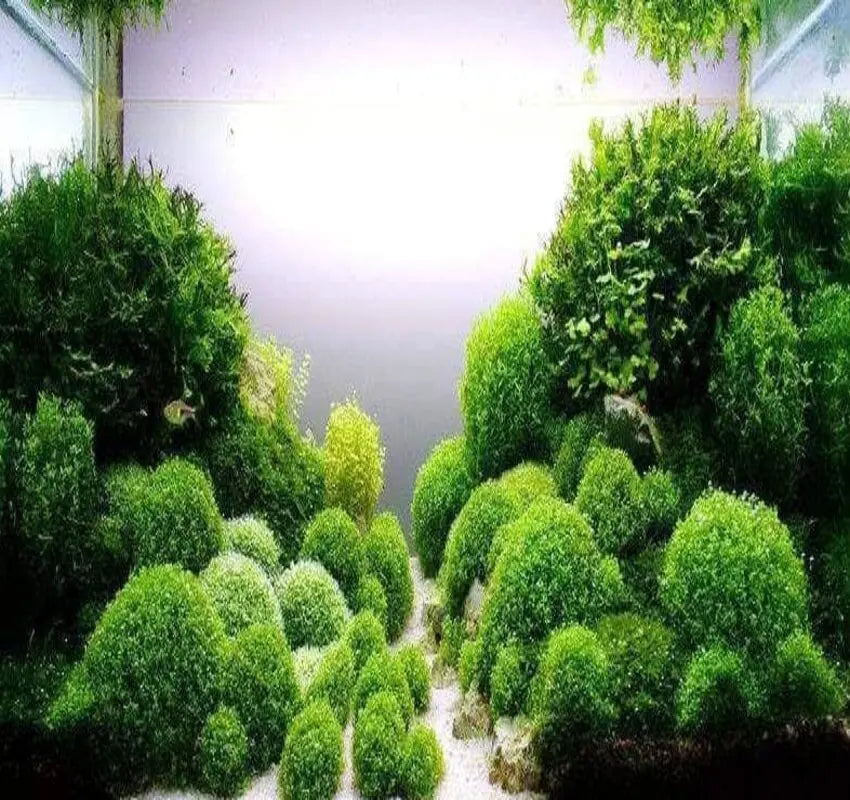 Colorful aquatic world in the Pet Store