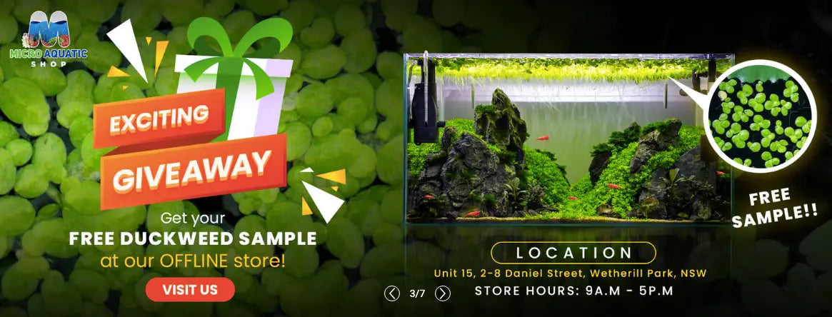 Interesting criteria for being the best online aquarium store in Australia