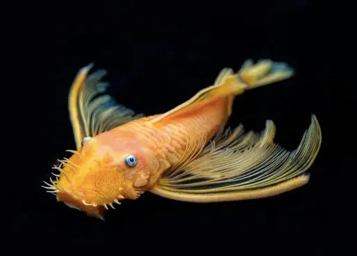 "Assistant" who is both beautiful and skilled at cleaning glasses