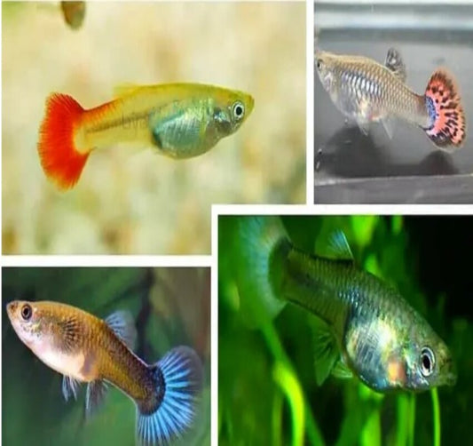 Beginners Guide – tagged “best online saltwater fish store