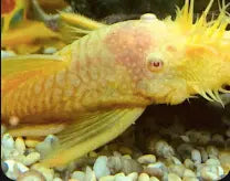 Did you know there is a really tranquil Fish?