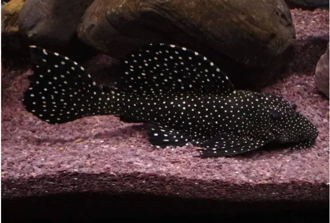 Summer Do's and Don'ts, Adding Mint Green to the Aquarium