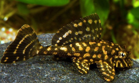 Easily bring fortune into your home with Gold Spot Pleco Fish