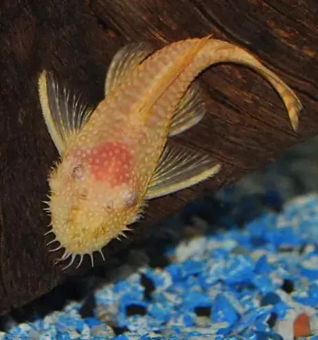 PRETTY RARE FISH IT’S ALBINO BRISTLENOSE CATFISH