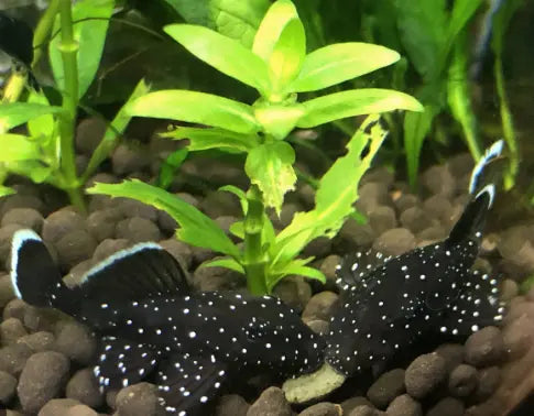 Super Cool Warrior GLass Cleaner