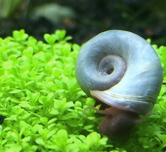 The Aquarium's signature blue color is the Blue Ramshorn Snail