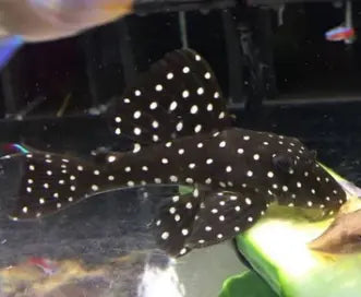 ANGEL PLECO " ASSISTANT" FOR YOUR AQUARIUM