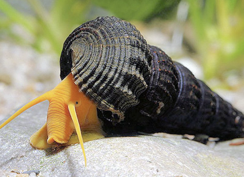 Explore The Fascinating World Of Aquatic Snails
