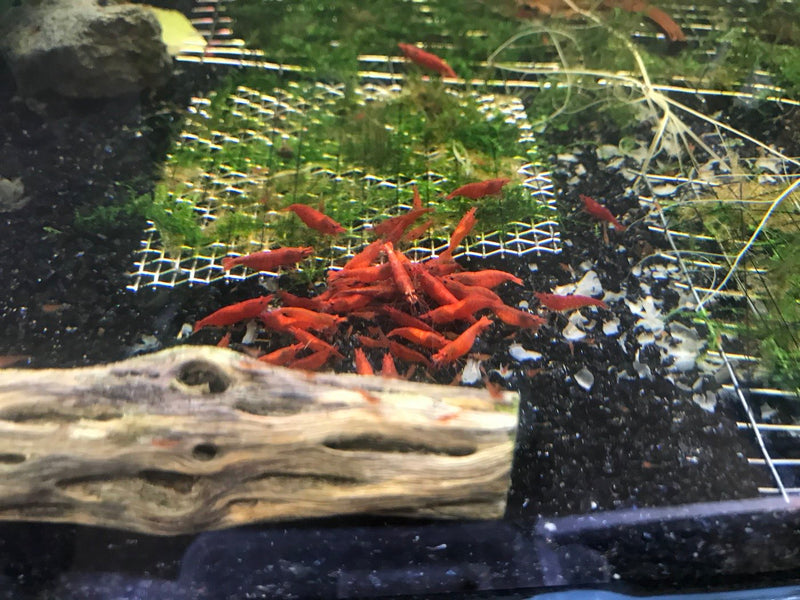 Dense red cherry shrimp colony feeding over moss in a breeding tank