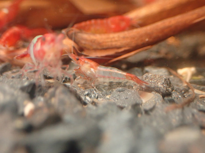Red rili shrimp scavenging over clean dark aquarium gravel
