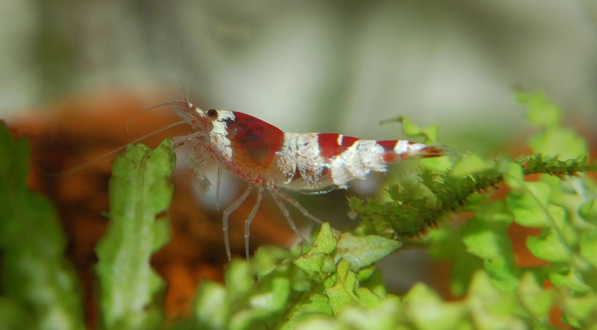 Why Are My Shrimp Dying? (A Guide to Prevent Shrimp Death)