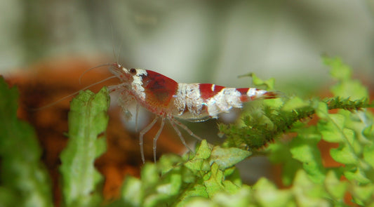 Why Are My Shrimp Dying? (A Guide to Prevent Shrimp Death)