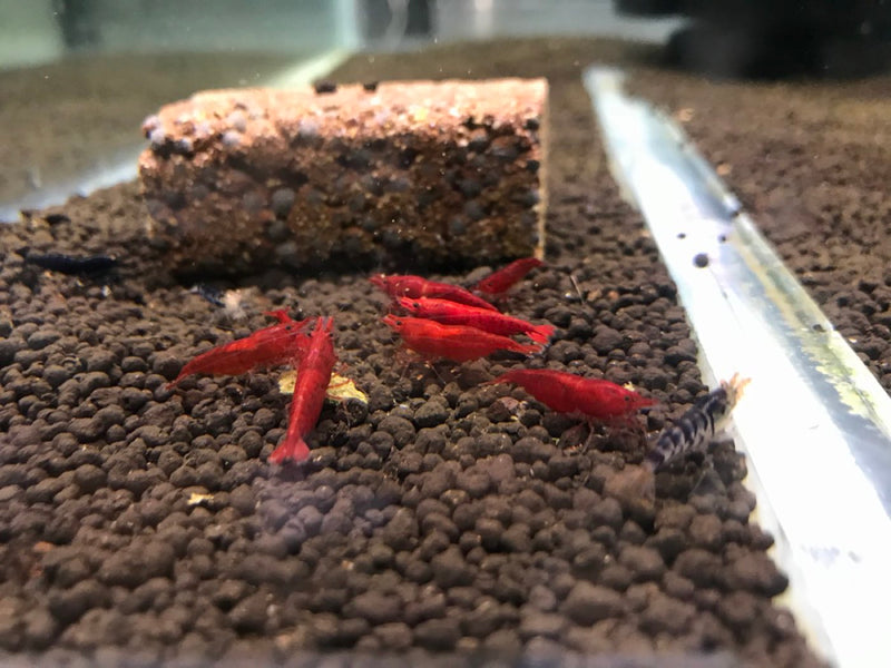 Bloody mary cherry shrimp gathered around a mineral food block