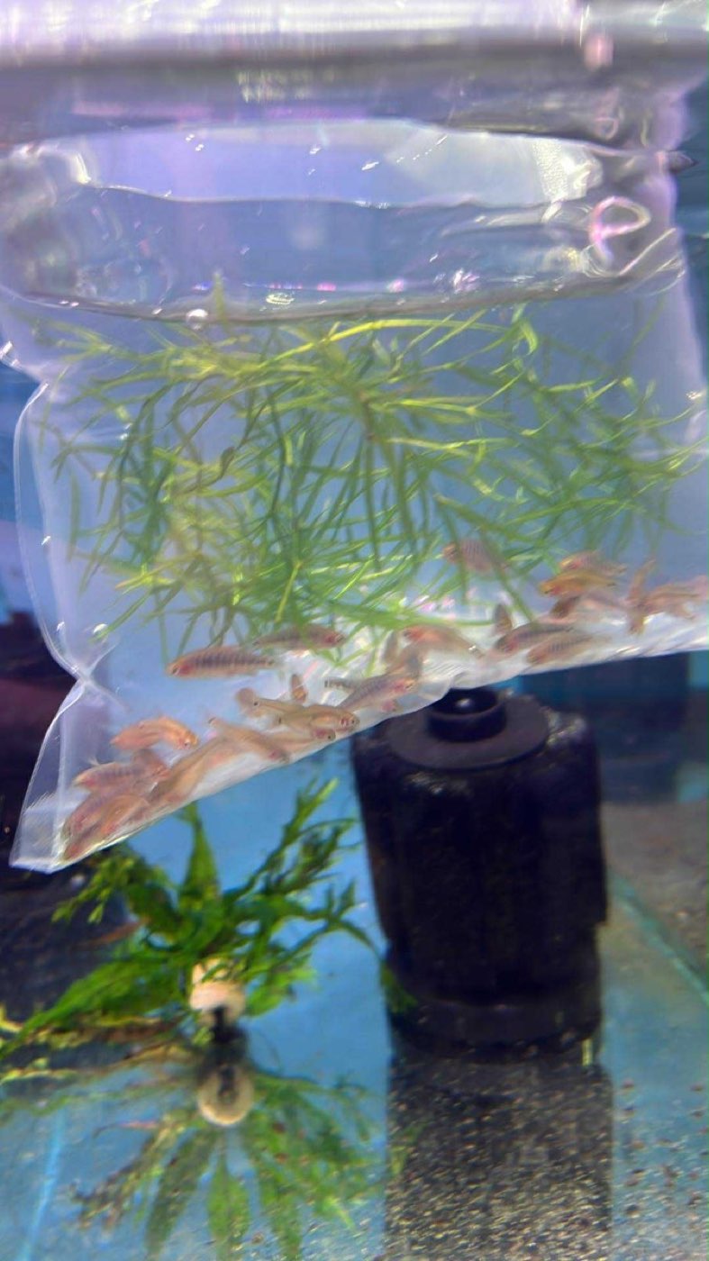 Floating and acclimating a bag of new aquarium arrivals next to a sponge filter