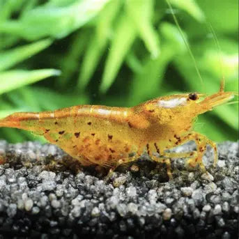 Tips Breeding Tangerine Tiger Shrimp Like Top Expert Aquatics.