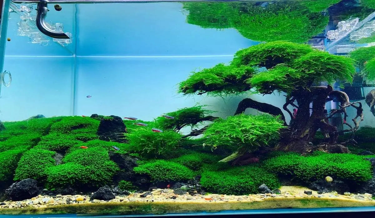 Types of Fish Tank Decorations