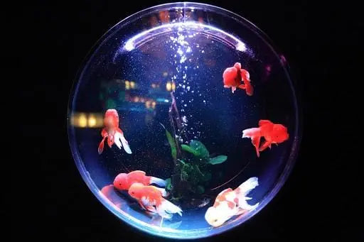 How to clear fish tank water