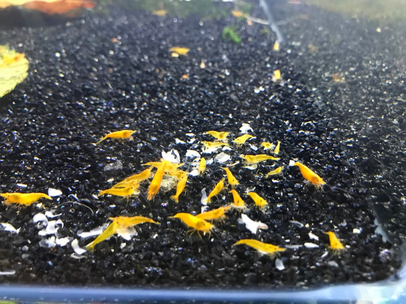 Large colony of yellow cherry shrimp grazing across dark substrate