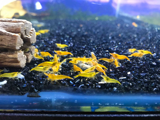 Hey, I'm Looking For Yellow Shrimp For Sale At The Aquarium Store Near Me.