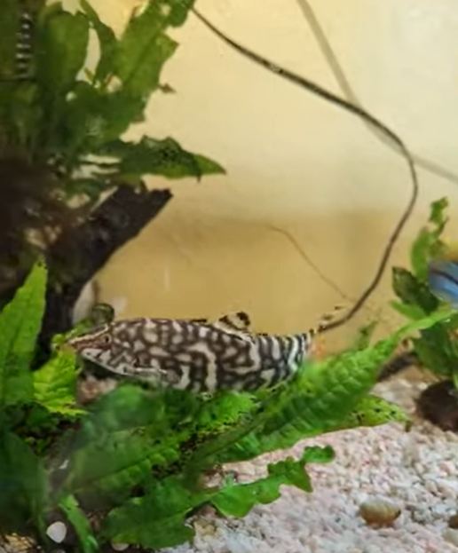 Yoyo Loaches care guide for new aquarists.