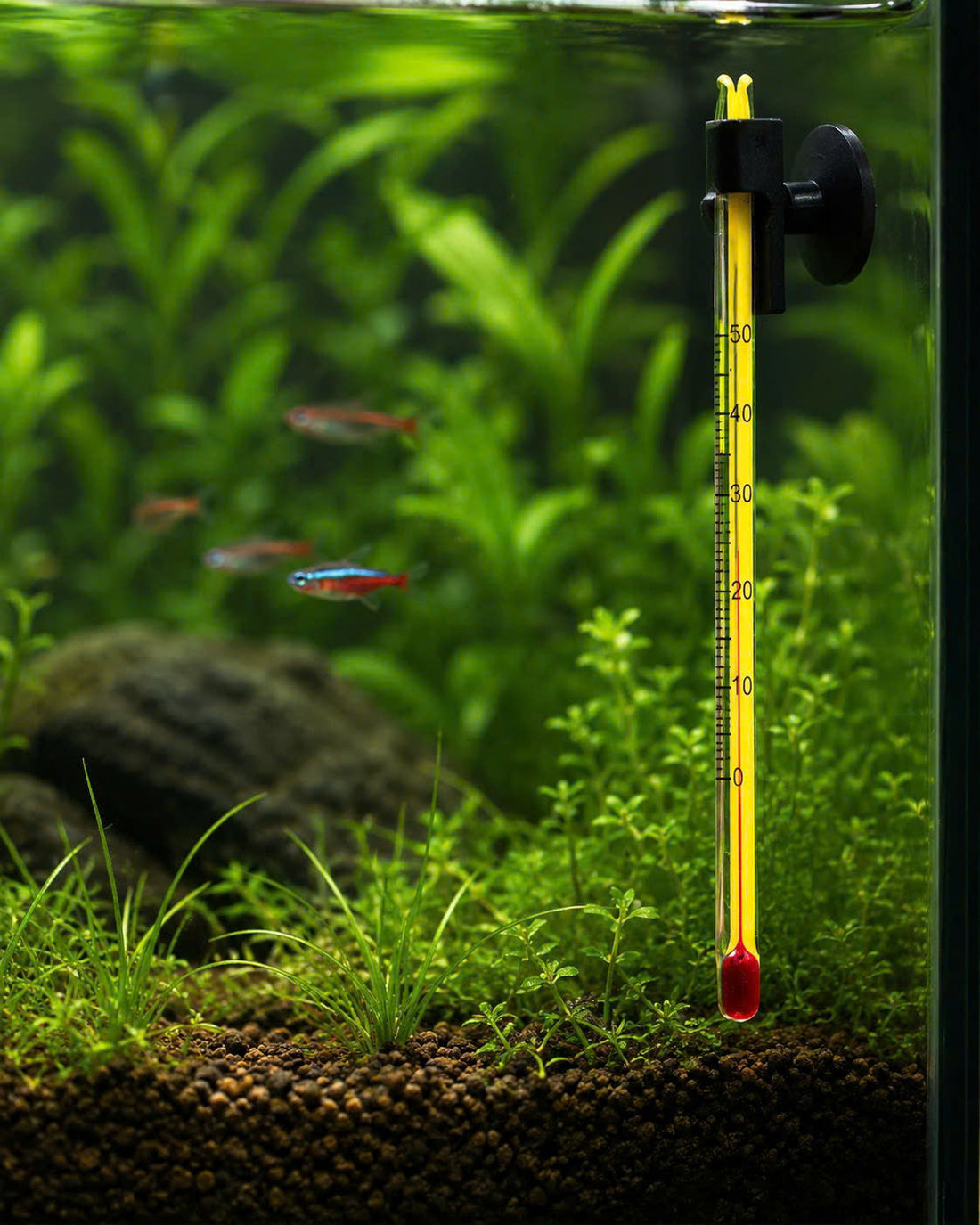 Check Your Tank Temperature