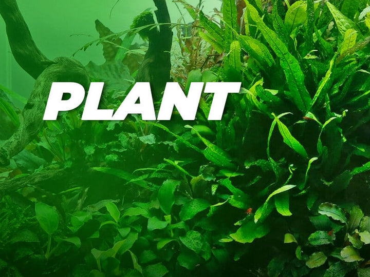 Best Selling Plants