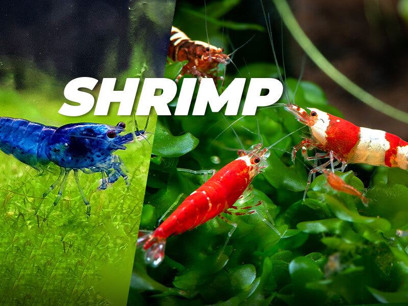 Aquarium Shrimp for Sale Australia | All Shrimp – Micro Aquatic Shop