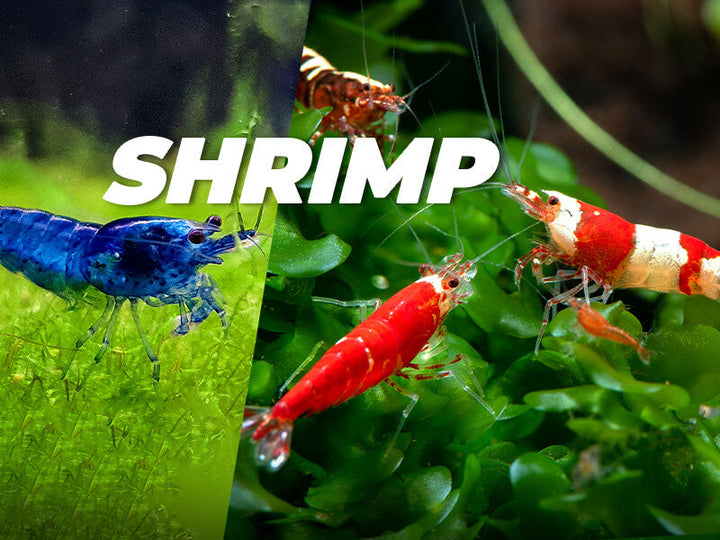 Best Selling Shrimp