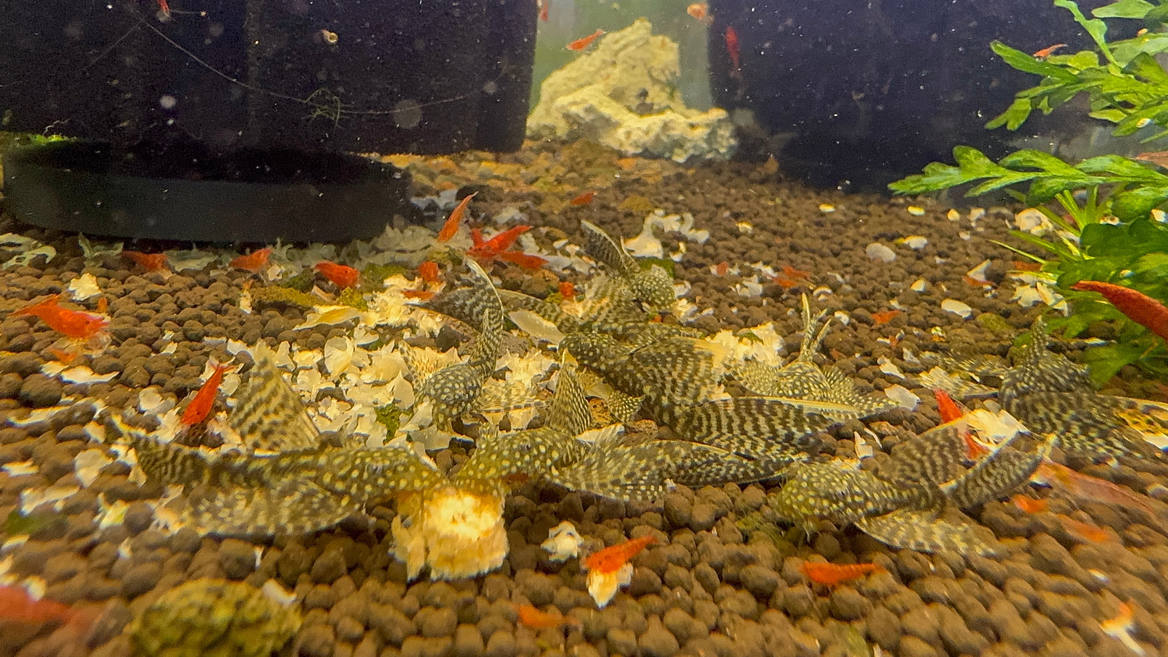 Common Bristlenose Long Fin 5-6cm Micro Aquatic Shop