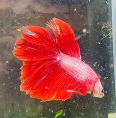 Betta Male - Red Dress Shy Boy