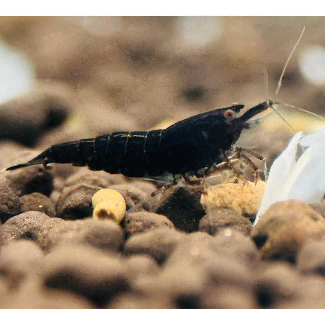 Black Cherry Shrimp Starter Bundle Micro Aquatic Shop