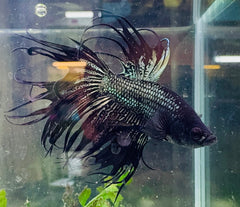 Betta Male - Black King Crown Show 6cm