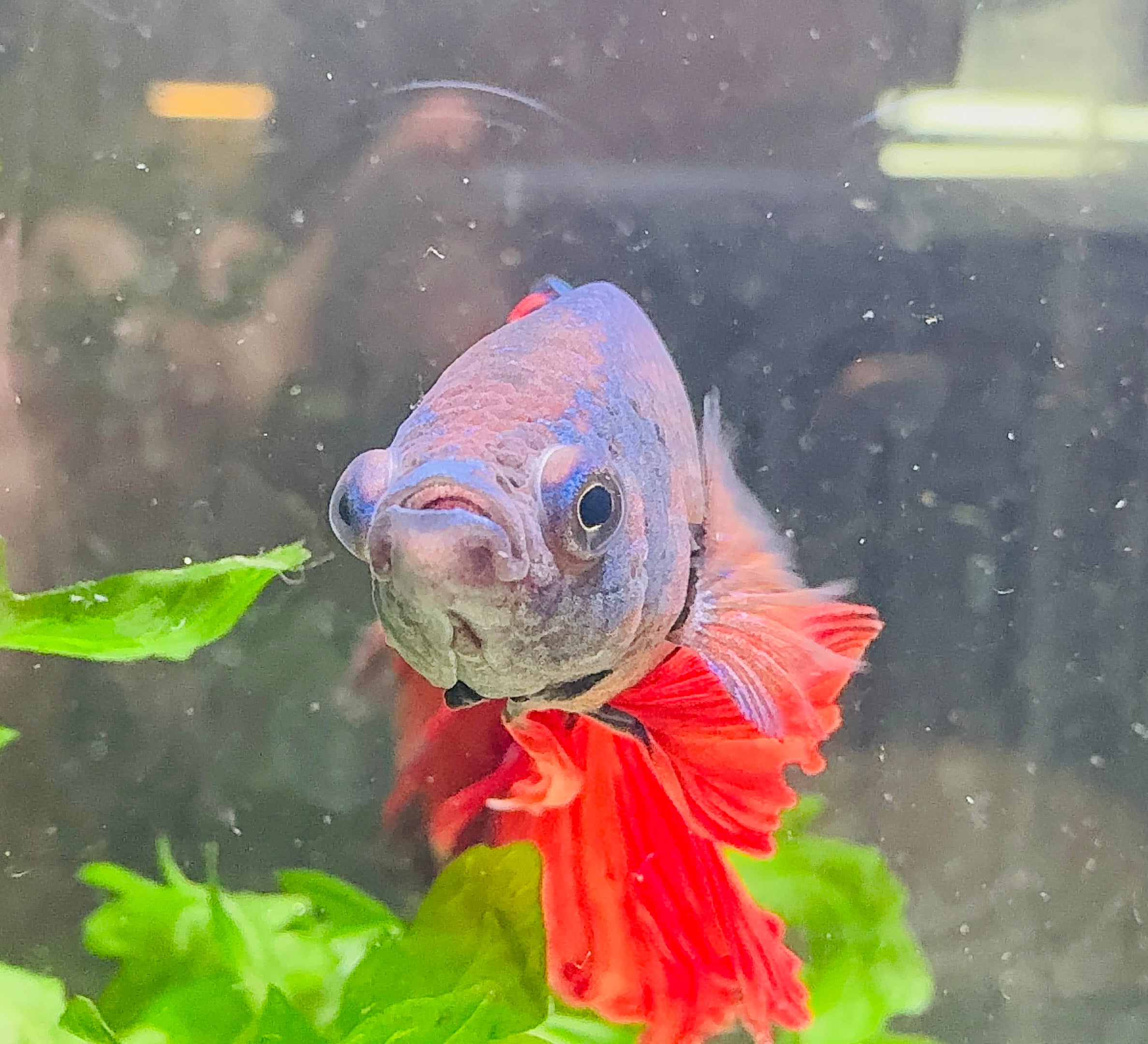 Betta Male - A Grade Giant Super Delta 6cm Show A3