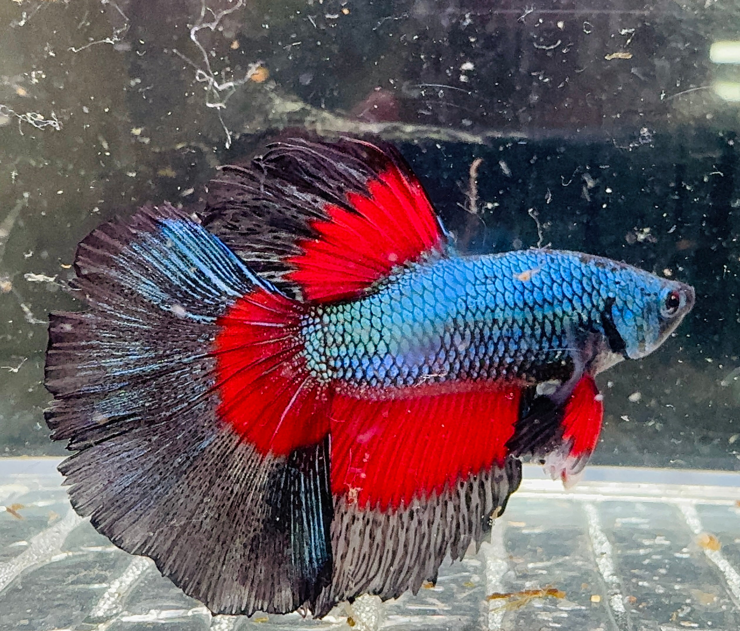 Betta Male - A Grade Giant Super Delta 6cm Show A7