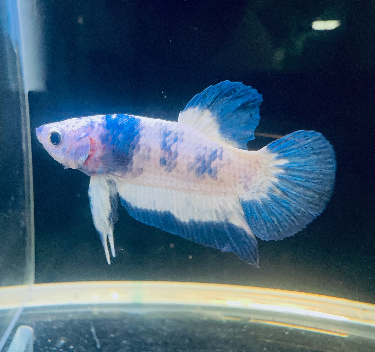 Marble Prince Male Beta 2