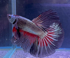 Dragon Rainbow Male Beta 1