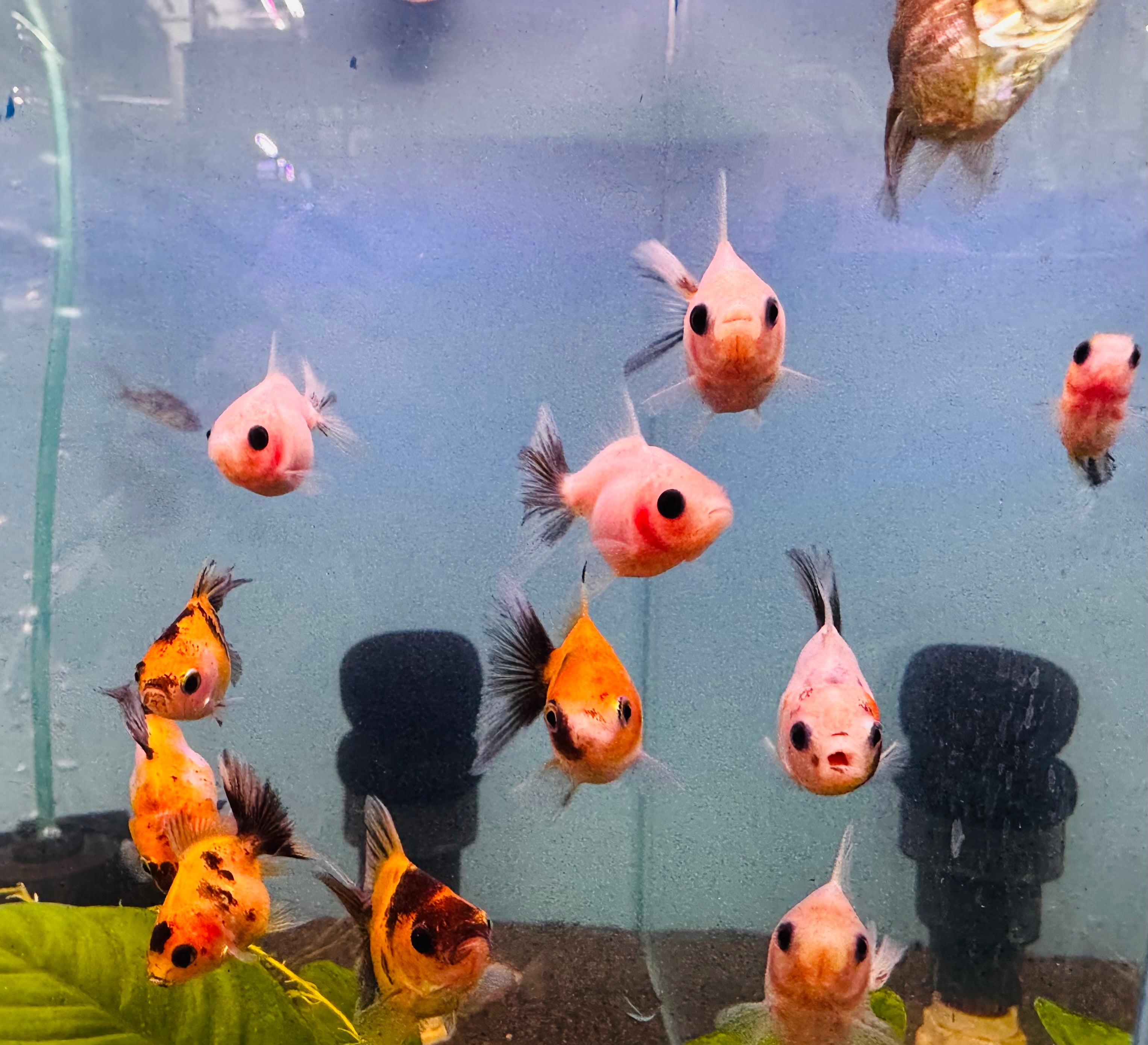 Gold Fish - Oranda