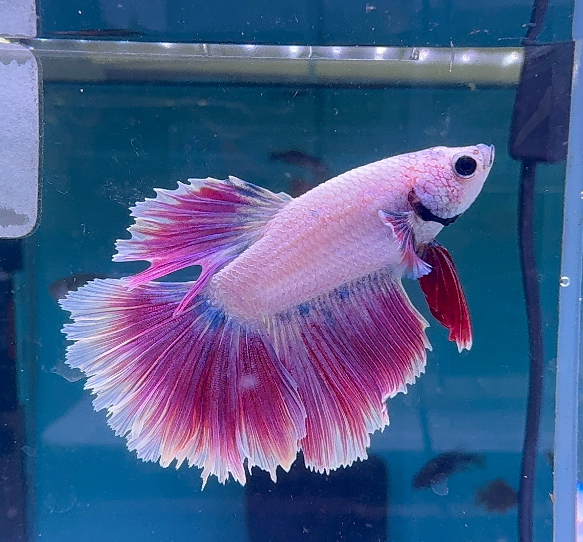 Betta Male - A Grade Purple Dress
