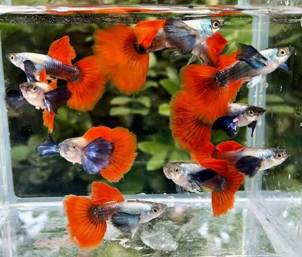 Flashsale Dumbo Red Guppy (Buy 3 Get 1 Free)