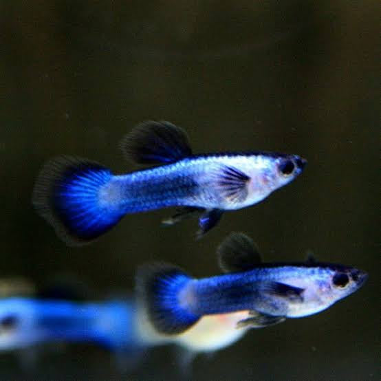 Guppy - Blue Panda Dwarf Micro Aquatic Shop