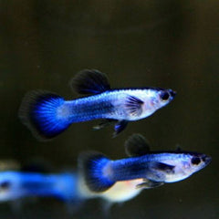 Guppy - Blue Panda Dwarf