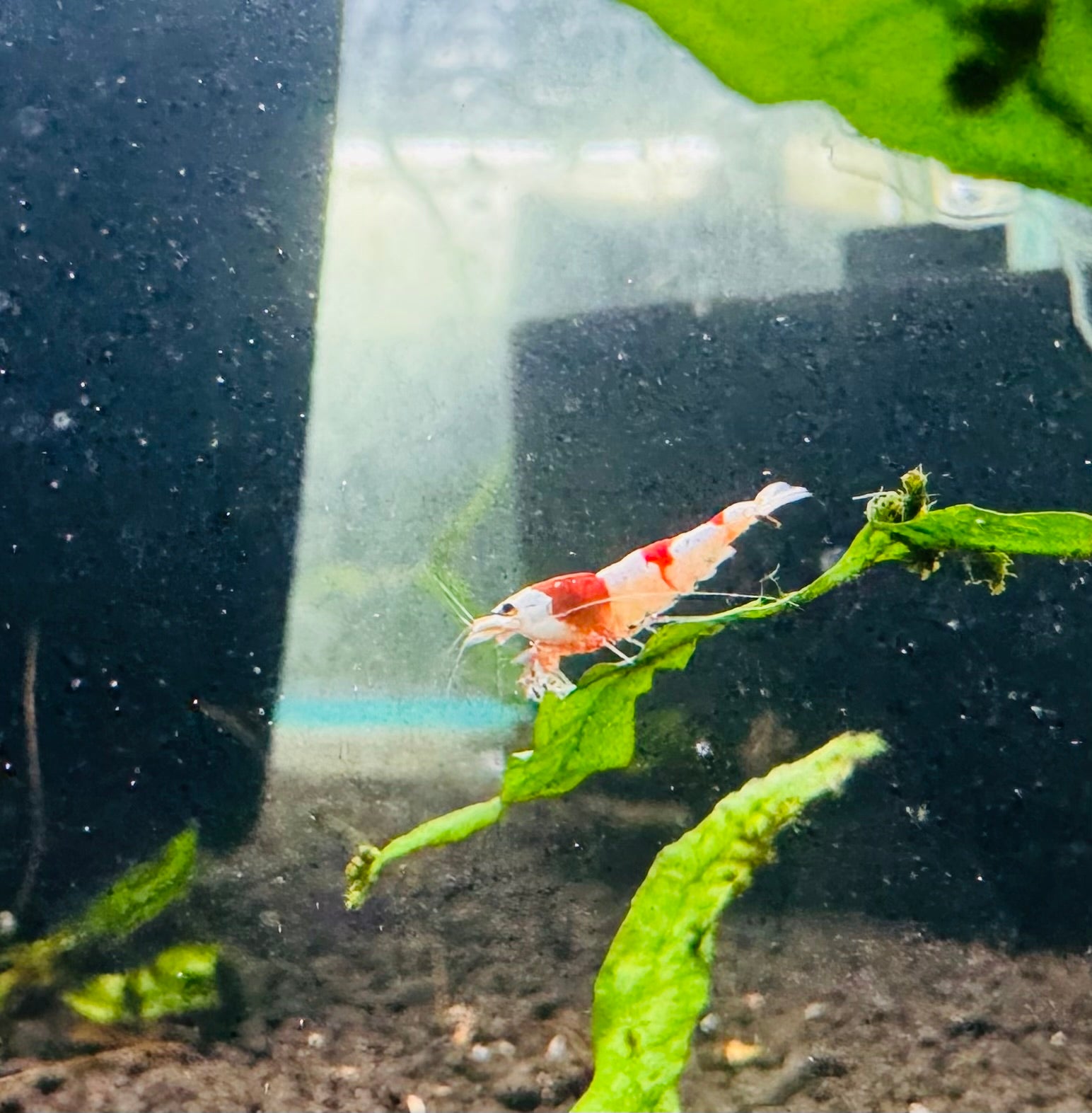 Crystal Red Shrimps Grade S to SS