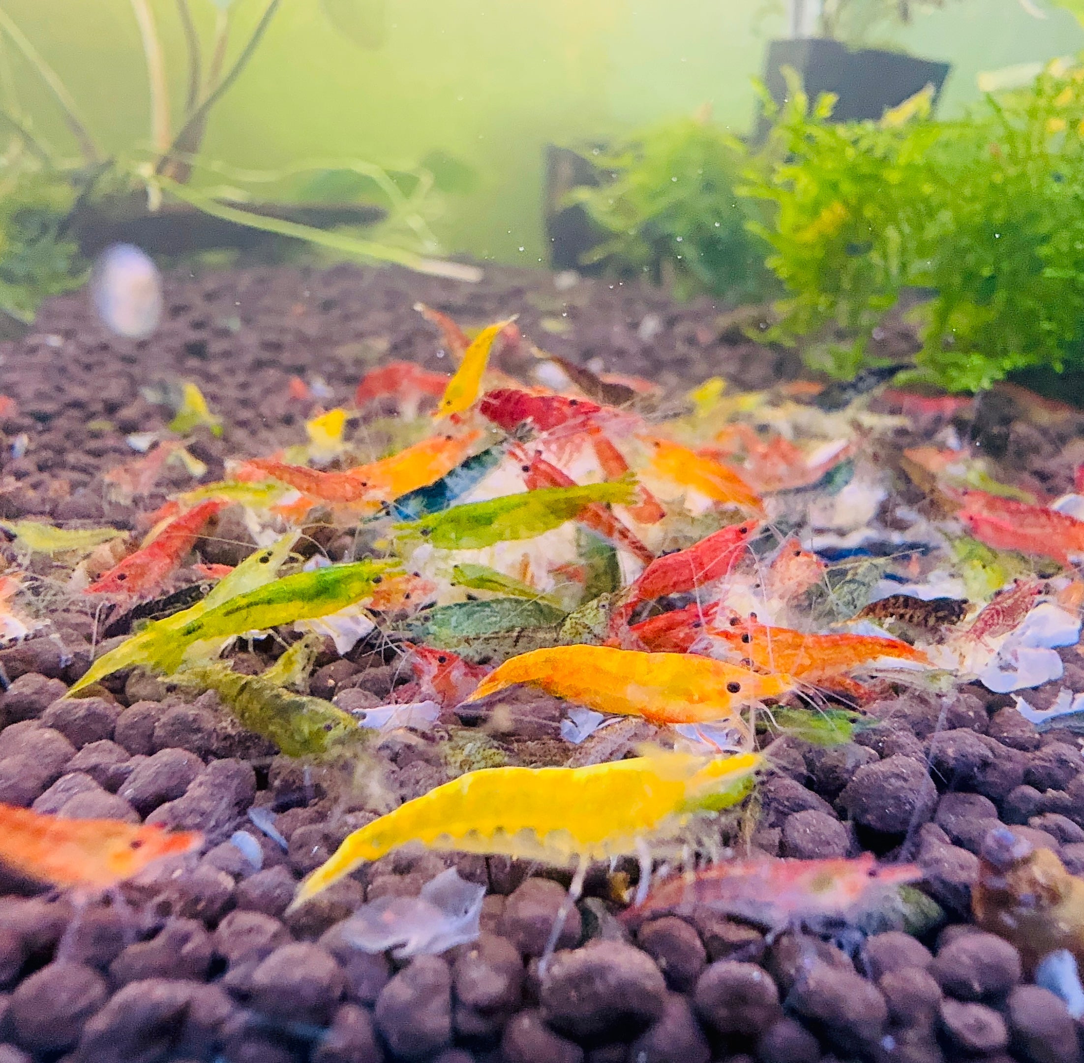 Cherry Shrimp - Mix Colour 1cm Micro Aquatic Shop