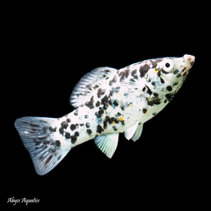 Molly – Dalmation Sailfin Molly  (Poecilia latipinna ) 5cm Micro Aquatic Shop